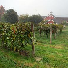 Cold Spring Orchards