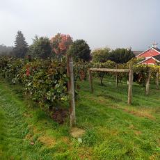 Cold Spring Orchards
