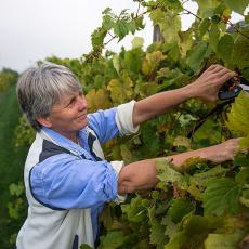 Sonia Schloemann from UMass Extension at UMass Cold Spring Orchards