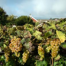 Grape vines at UMass Cold Spring Orchards