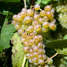 Grape vines at UMass Cold Spring Orchards