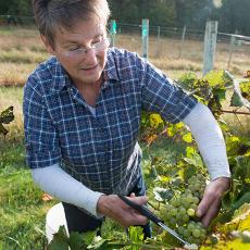 Joyce Wiley cutting ripened grapes at UMass Cold Spring Orchards