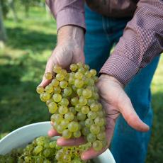 Grapes at UMass Cold Spring Orchards