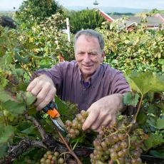 Phil Wiley cutting ripened grapes at UMass Cold Spring Orchards