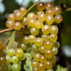 Grape vines at UMass Cold Spring Orchards