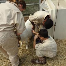 4-H kids with goat