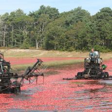 Machines in bog