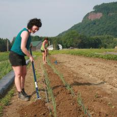Hannah Helfner and Kristie Herman, undergraduate students, hoe weeds at the Student Enterprise Farm