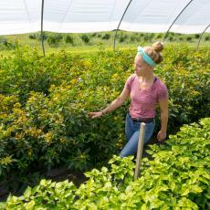 Elizabeth Kazimer checks crops in greenhouse. Photo John Solem