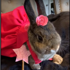 Rabbit and Cavy Costume Class