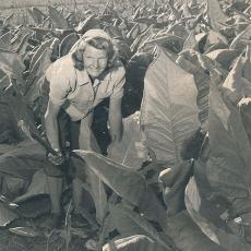Anne Wysocki chopping tobacco, August 1946.