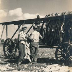Anne and Alexander Wysocki (standing) with Sophie Wysocki (on wagon), harvesting tobacco, 1946.