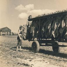 Sisters Sophie and Anne Wysocki, harvesting tobacco, 1940’s.