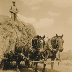 Alexander Wysocki bringing in hay, 1940’s.