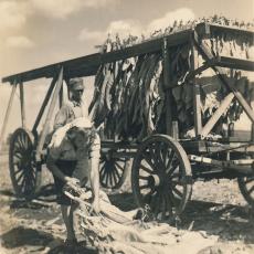 Alexander and Anne Wysocki harvesting tobacco, 1946.