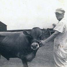 Albert R. Potter, head herdsman for Adams dairy farm, leads Jersey bull, late 1940’s.