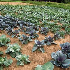 Lettuce field