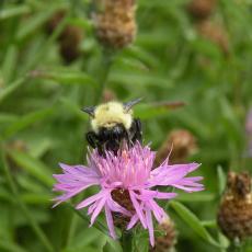 Bumble bee on an invasive weed, spotted knapweed, that grows on the off-cranberry bog margins