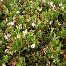 Bumble bees on cranberry flowers