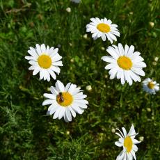 Native bee on daisy