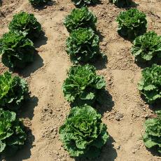 Lettuce field