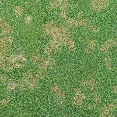 The fungus-based disease called, “dollar spot”. Photo credit: James Popko