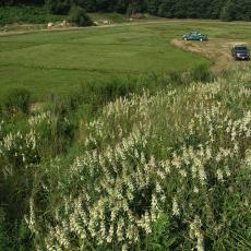 Pollinator habitat constructed near a cranberry bog in Plymouth