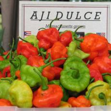 Aji dulce grown at UMass Reserach and Education Center