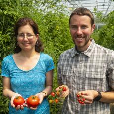 Ana Caicedo and Jacob Barnett harvest ripe tomatoes from high tunnel in South Deerfield
