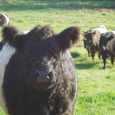 Belted Galloway: Up close and personal