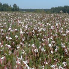 Cranberry bog flowers in spring