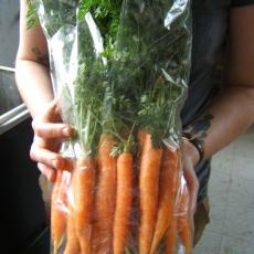Carrots grown in winter ready for market