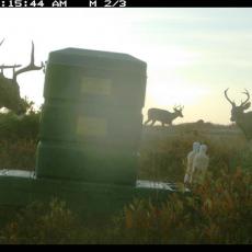 Deer feeding station on Cape Cod