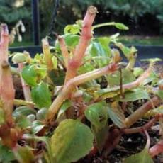 Impatiens plants withered with Downy mildew