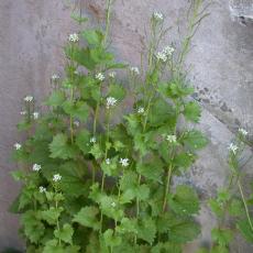 Garlic mustard a relativelt new weed that is edging out native plants