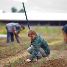 Student Farming Enterprise planting onions