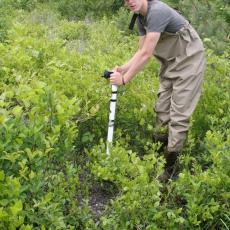 Luke McInnis, a CAFE summer scholar, inserts soil moisture probe to collect data