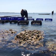 Preparing to bring oysters to market