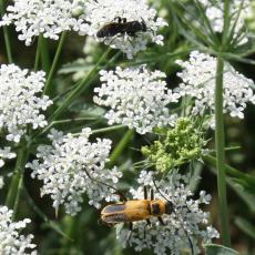 Beneficial insects (wasp and goldenrod soldier beetle) visit Queen Anne’s lace flowers nearby brassica plants. They are attracted to and prey on pests, reducing the need for chemicals. 