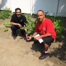 Residents at Hector-Reyes House display Dominican eggplant