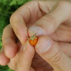 Fully ripe small wild tomato