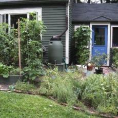 rain barrel in use  (Photo: J. Stacy)