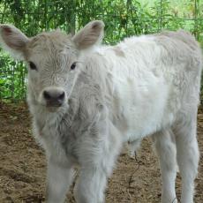 First silver dun Belted Galloway calf ro be born at UMass Amherst