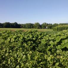 Agricultural Learning Center-corn, soybeans and kanuf