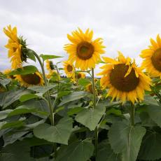 Sunflowers at Agricultural Learning Center, UMass Amherst. John Solem photo credit