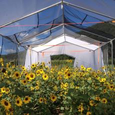 Sunflowers in research tent, UMass Crop and Animal Research and Education Farm, South Deerfield