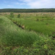 Tidmarsh landscape photo by Ricard Torres-Mateluna