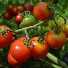 Tomato varieties breed to have improved yields, disease resistance and other hearty features 