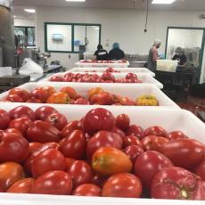 tomatoes being processed at Western Mass Food Processing Center