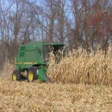Corn fuel being harvested at 5-Point Farm
